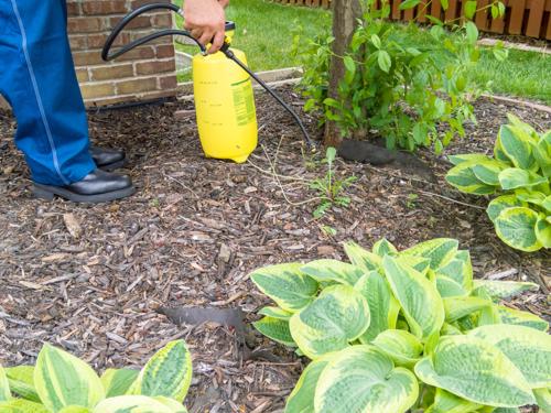 a man spraying Roundup in his garden to kill weeds