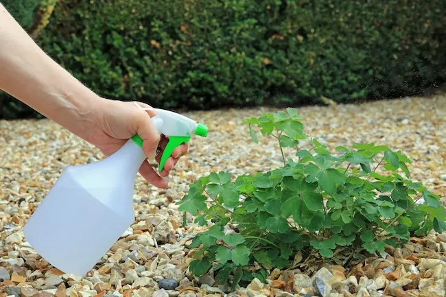 Los Angeles Roundup Lawsuit Roundup Weed Killer Spray